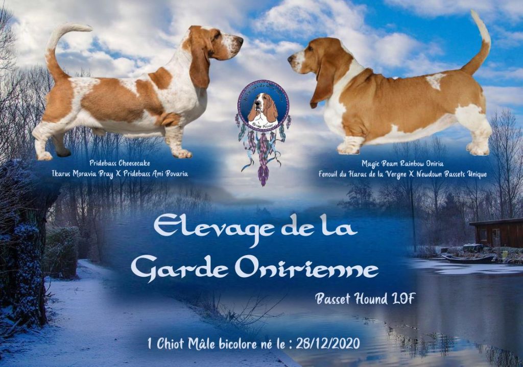 De La Garde Onirienne - Portée 2020 - Pridebass Cheesecake X Magic Beam Rainbow Oniria