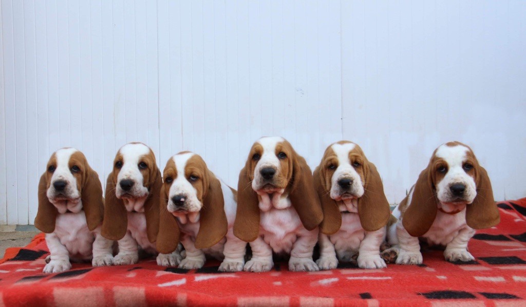 chiot Basset Hound De La Garde Onirienne