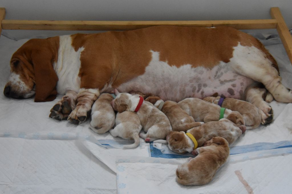 chiot Basset Hound De La Garde Onirienne