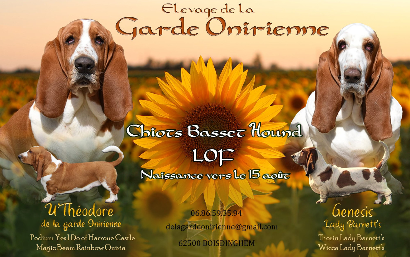 Portée août 2026: Genesis Lady Barnett s X U Theodore de la garde Onirienne