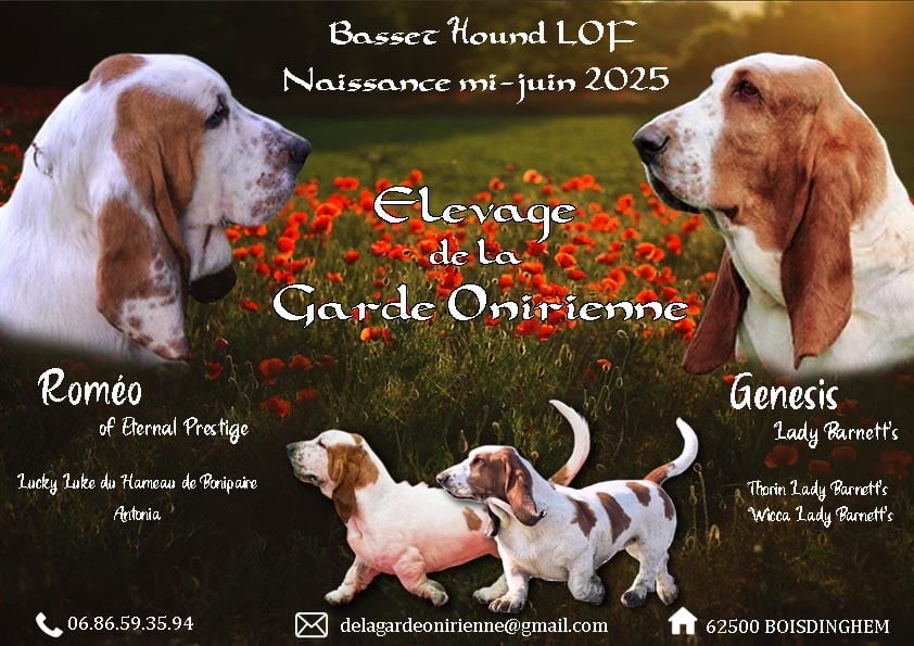 Portée juin 2025: Roméo of Eternal prestige X Genesis Lady Barnett?s