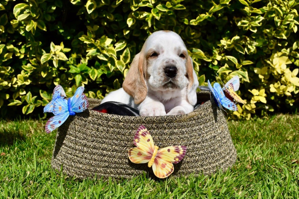 De La Garde Onirienne - Chiots disponibles - Basset Hound