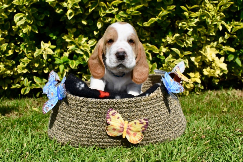 De La Garde Onirienne - Chiots disponibles - Basset Hound