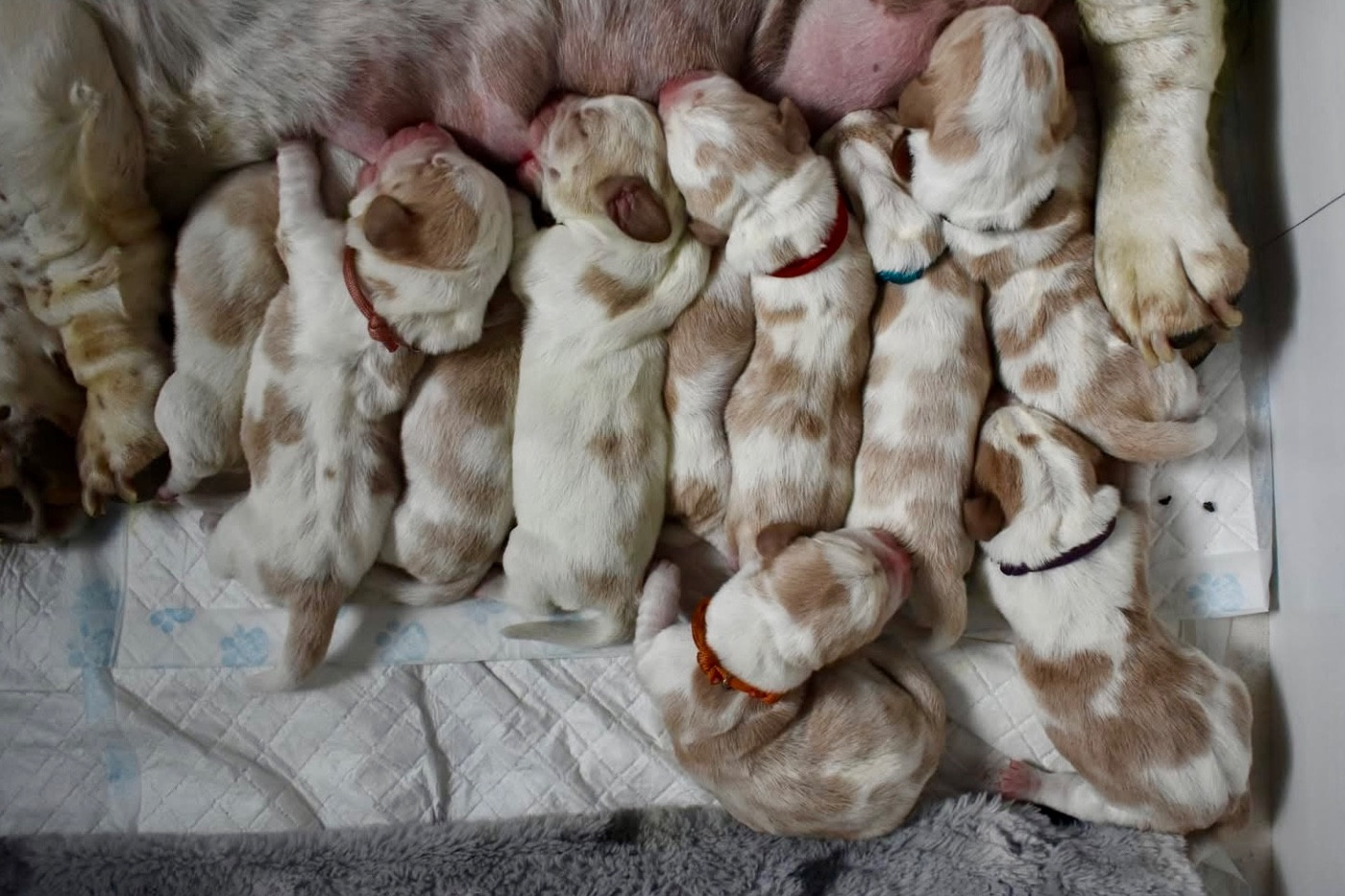 De La Garde Onirienne - Chiots disponibles - Basset Hound