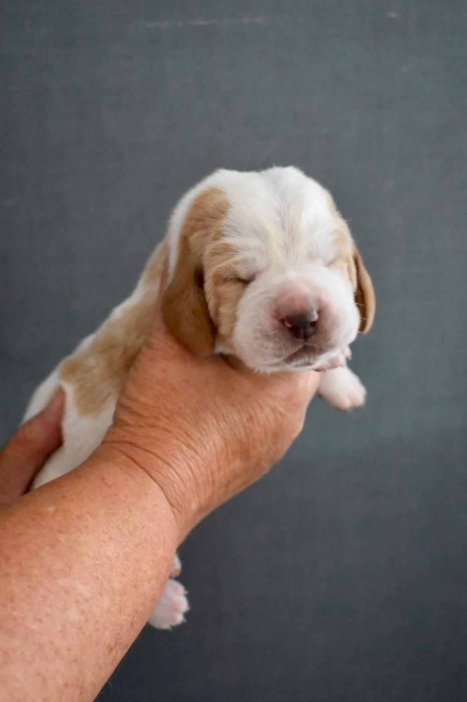 De La Garde Onirienne - Chiots disponibles - Basset Hound