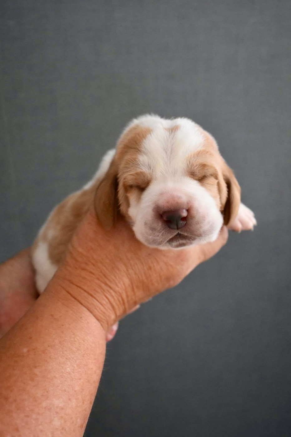 De La Garde Onirienne - Chiots disponibles - Basset Hound
