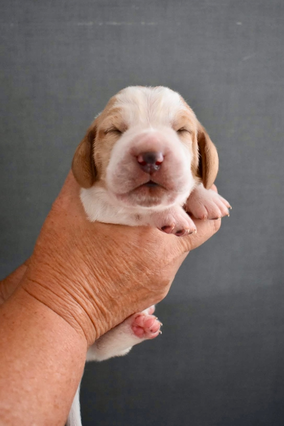 De La Garde Onirienne - Chiots disponibles - Basset Hound
