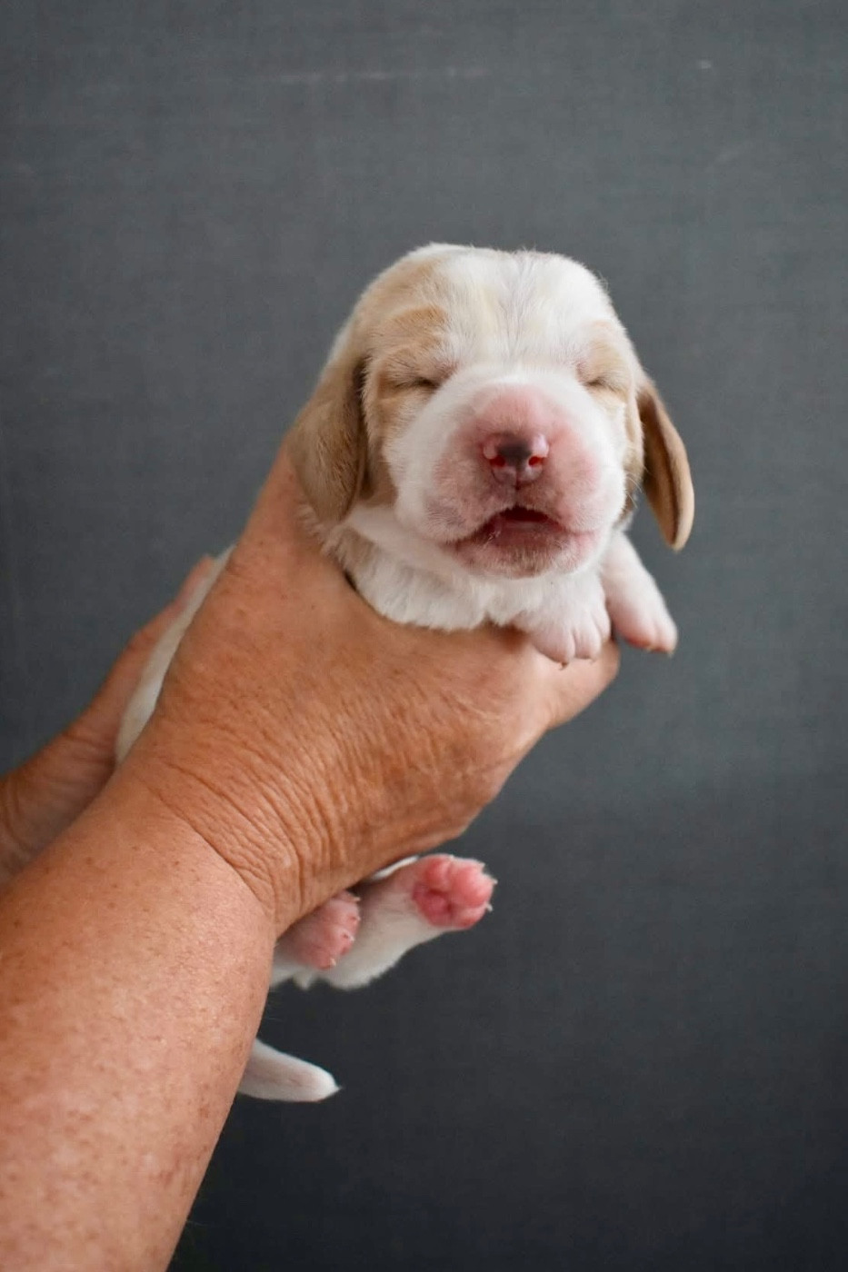 De La Garde Onirienne - Chiots disponibles - Basset Hound