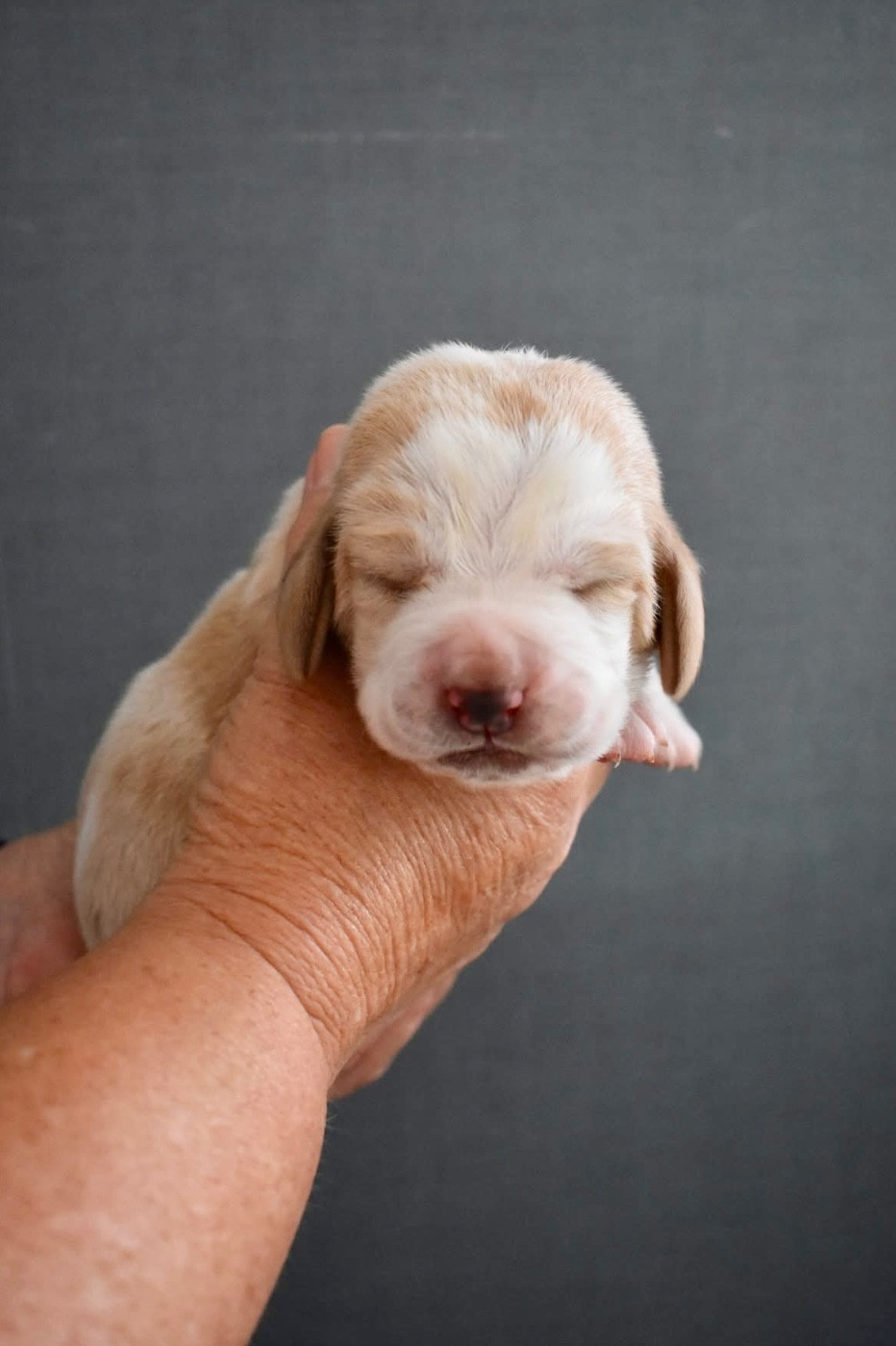De La Garde Onirienne - Chiots disponibles - Basset Hound