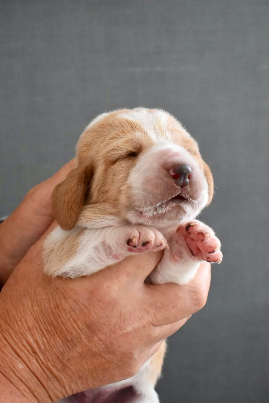 De La Garde Onirienne - Chiots disponibles - Basset Hound