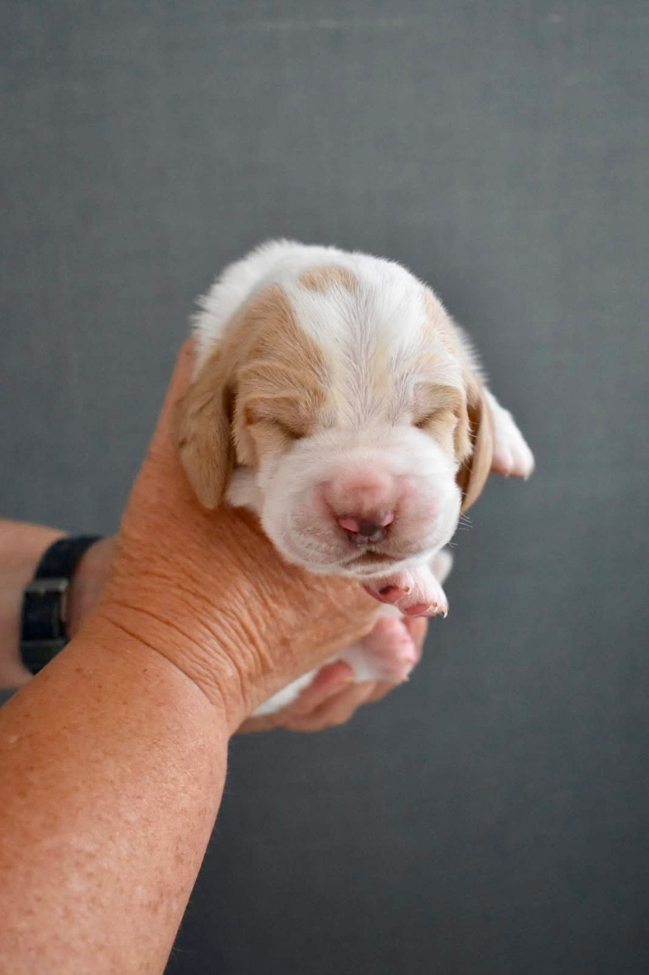 De La Garde Onirienne - Chiots disponibles - Basset Hound