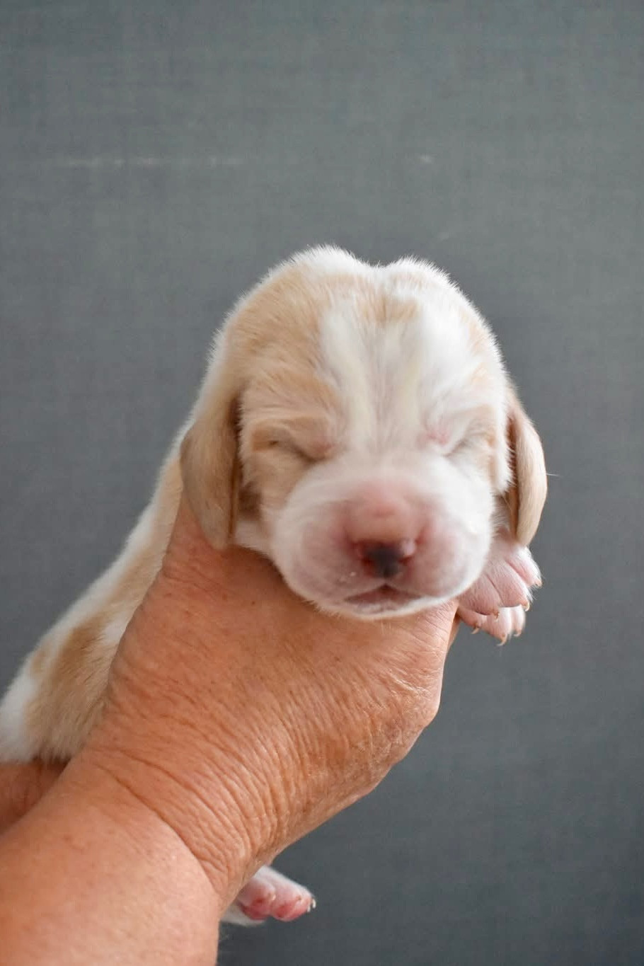 De La Garde Onirienne - Chiots disponibles - Basset Hound
