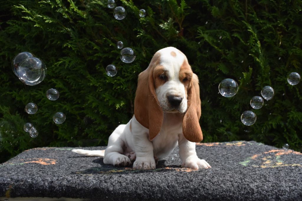 De La Garde Onirienne - Chiots disponibles - Basset Hound