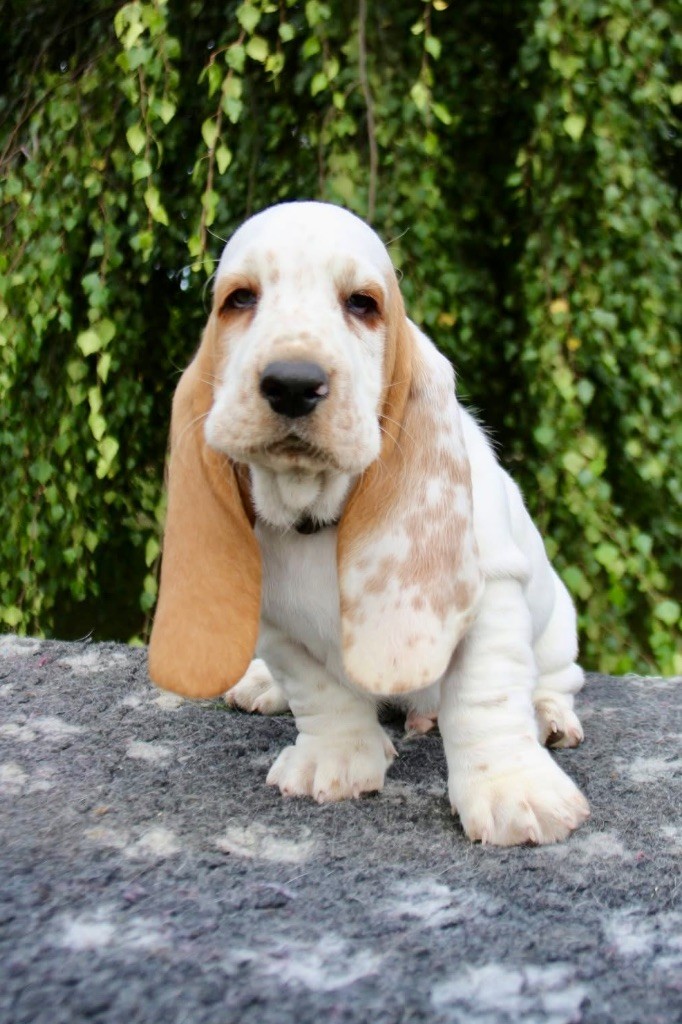 De La Garde Onirienne - Chiots disponibles - Basset Hound