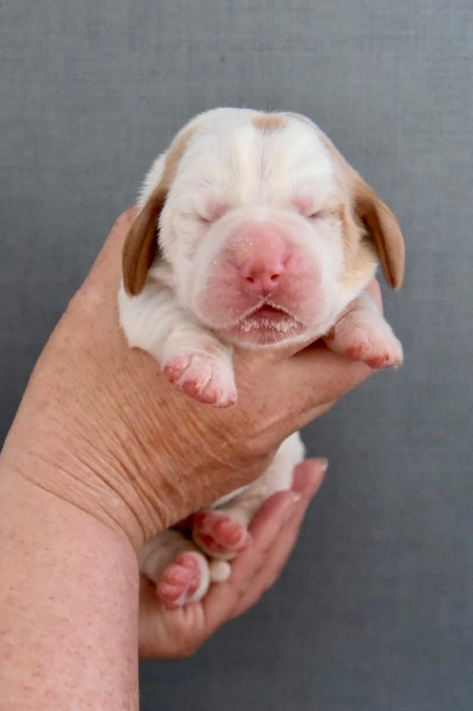De La Garde Onirienne - Chiots disponibles - Basset Hound