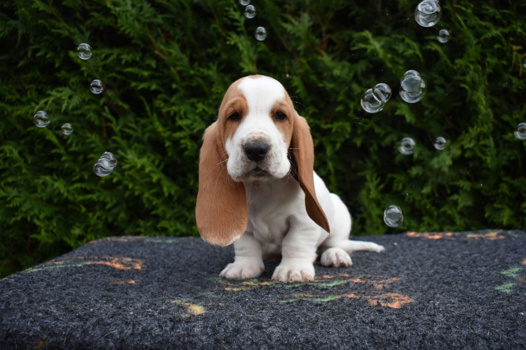 De La Garde Onirienne - Chiots disponibles - Basset Hound