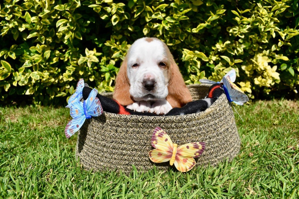 De La Garde Onirienne - Chiots disponibles - Basset Hound