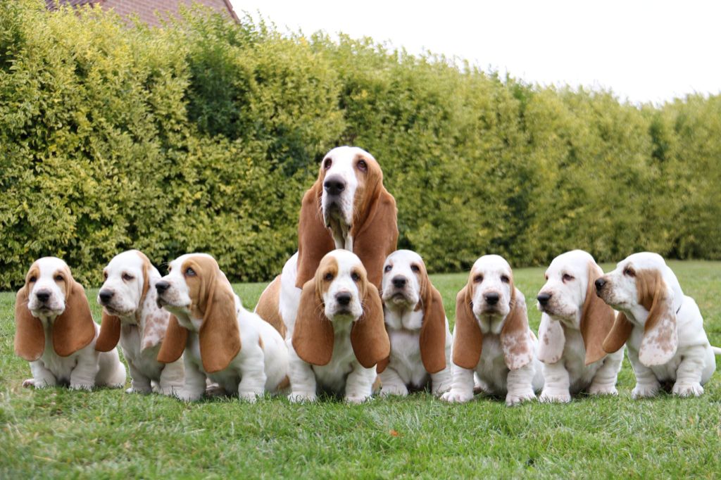 De La Garde Onirienne - Basset Hound - Portée née le 12/06/2025
