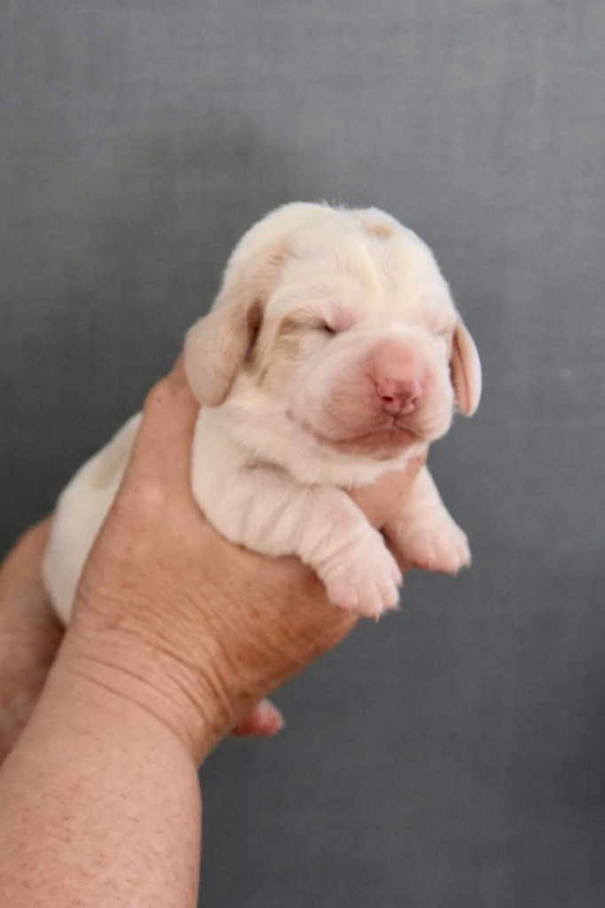De La Garde Onirienne - Chiots disponibles - Basset Hound