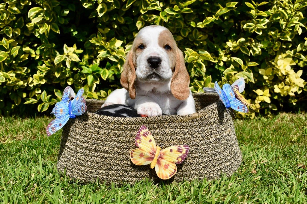 De La Garde Onirienne - Chiots disponibles - Basset Hound