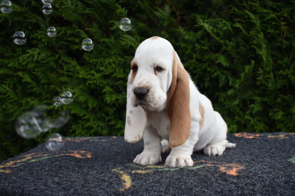 De La Garde Onirienne - Chiots disponibles - Basset Hound