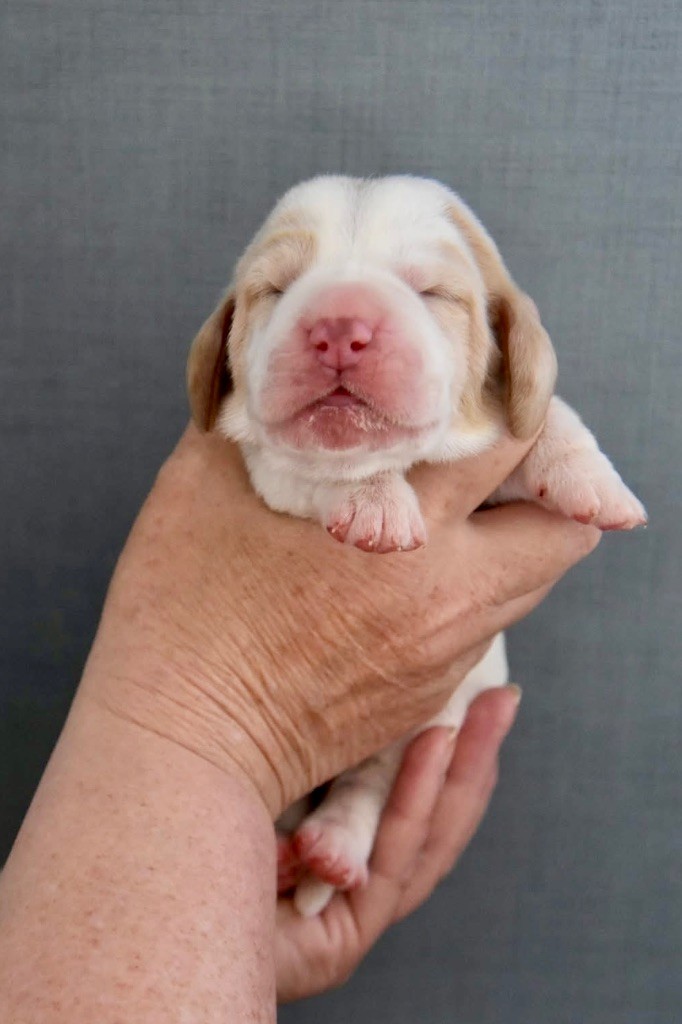De La Garde Onirienne - Chiots disponibles - Basset Hound
