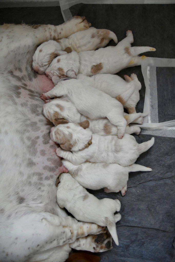 Chiot Basset Hound De La Garde Onirienne