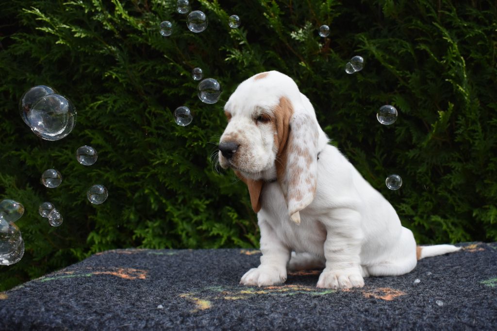 De La Garde Onirienne - Chiots disponibles - Basset Hound