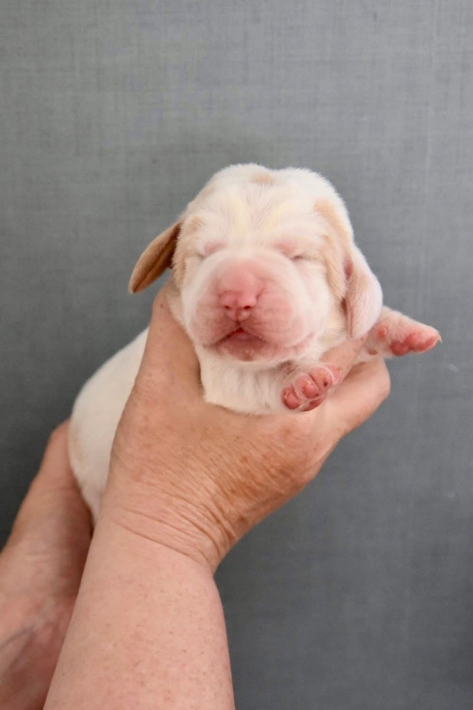 De La Garde Onirienne - Chiots disponibles - Basset Hound
