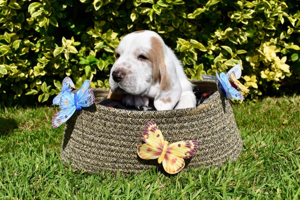 De La Garde Onirienne - Chiots disponibles - Basset Hound