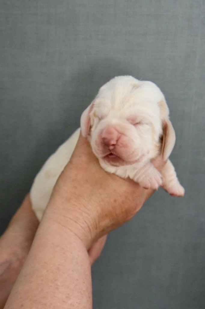 De La Garde Onirienne - Chiots disponibles - Basset Hound