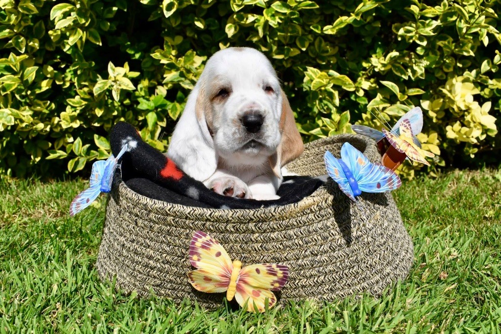 De La Garde Onirienne - Chiots disponibles - Basset Hound