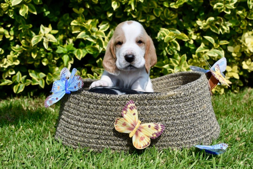 De La Garde Onirienne - Chiots disponibles - Basset Hound