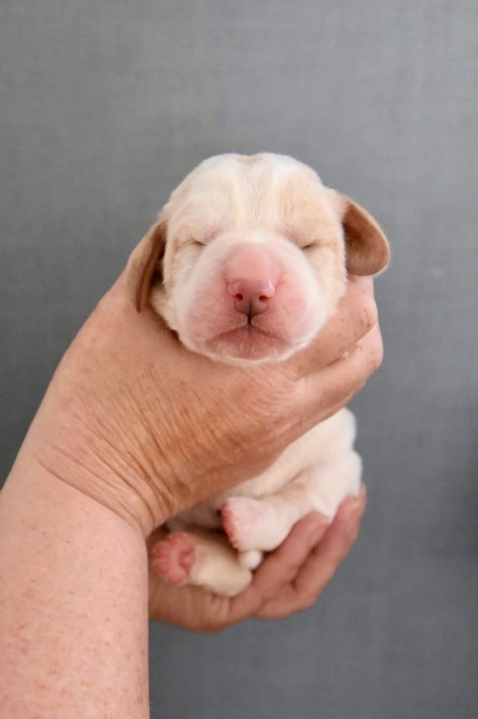 De La Garde Onirienne - Chiots disponibles - Basset Hound