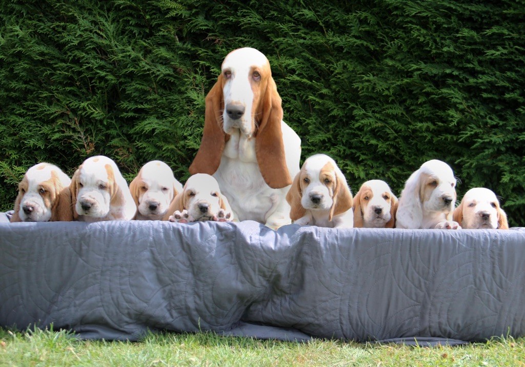 De La Garde Onirienne - Basset Hound - Portée née le 12/06/2025
