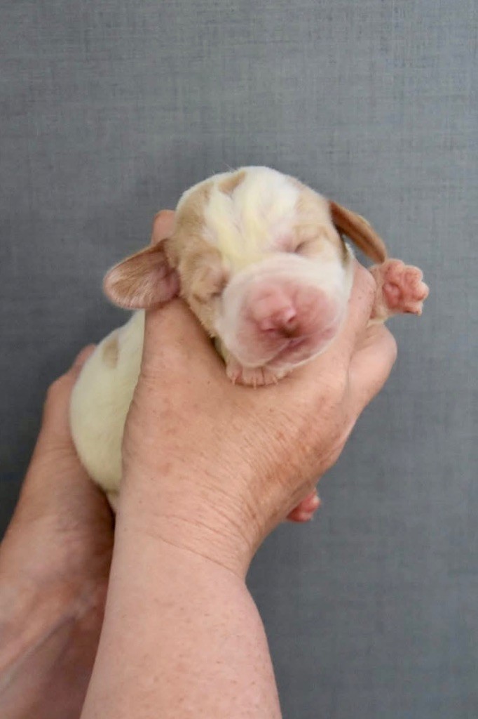 De La Garde Onirienne - Chiots disponibles - Basset Hound